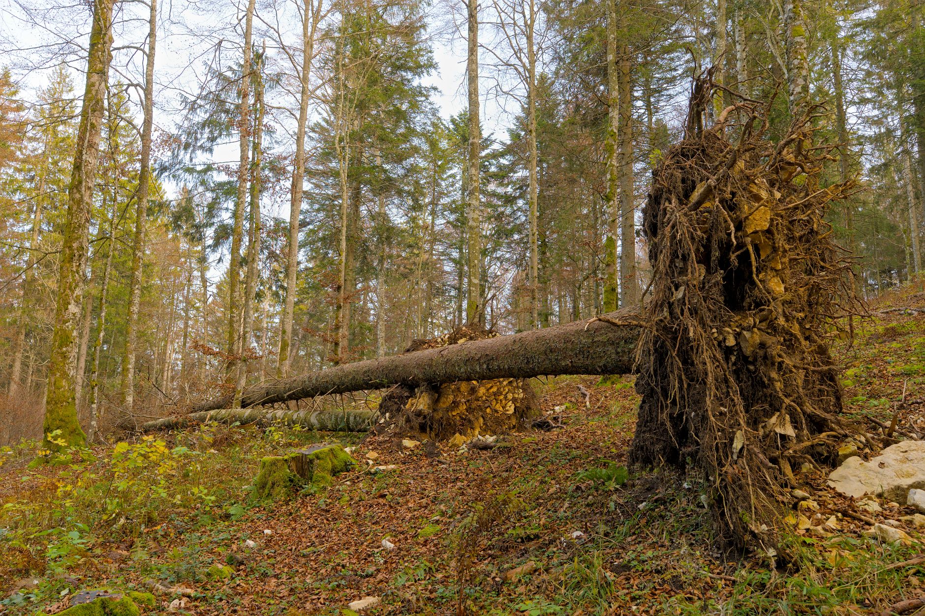 Enlèvement arbre urgence à Saint-Mandé